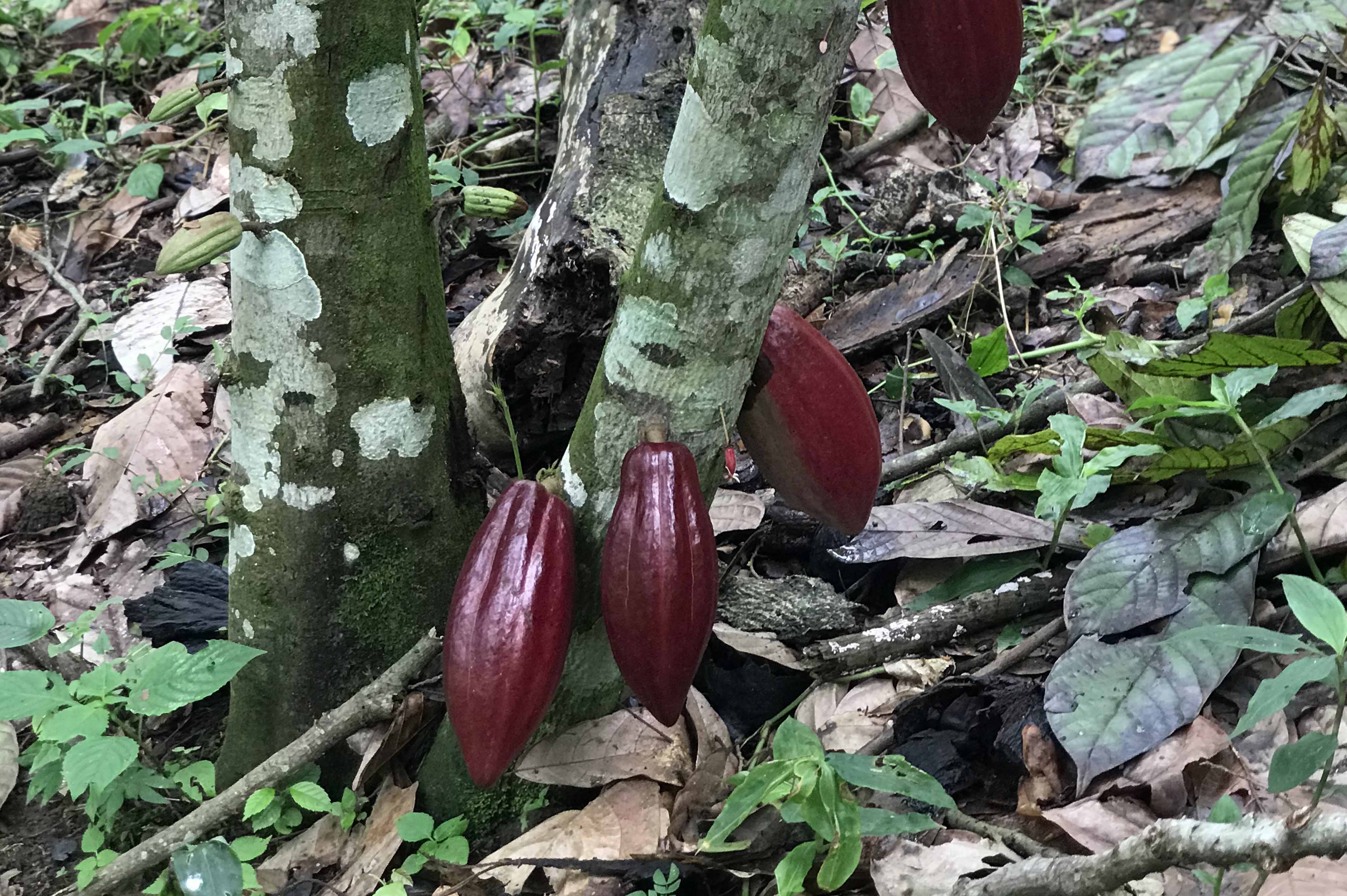 cabosse_cacao_rouge_web
